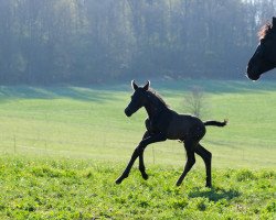 dressage horse Desperon Sezan (Oldenburg, 2020, from Desperados FRH)