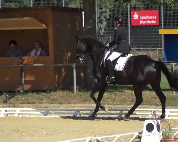 Reitturnier Schwanheim 2015