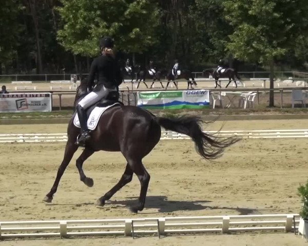 Reitturnier Schwanheim 2015