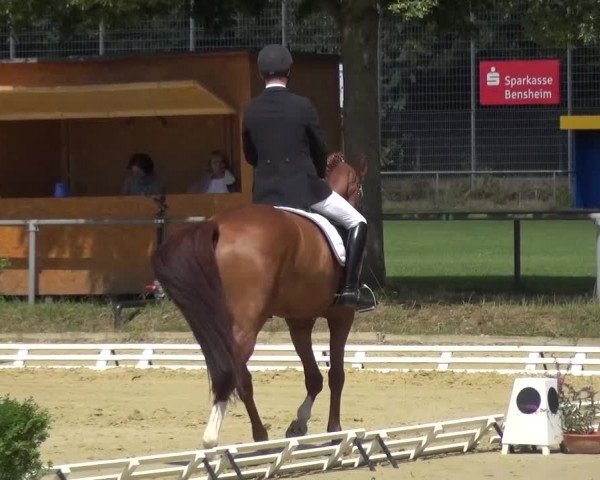 Reitturnier Schwanheim 2015