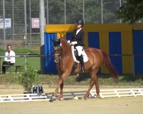 Reitturnier Schwanheim 2015