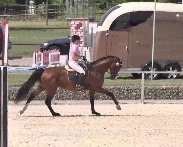 Reitturnier Ingolstadt-Hagau 2015