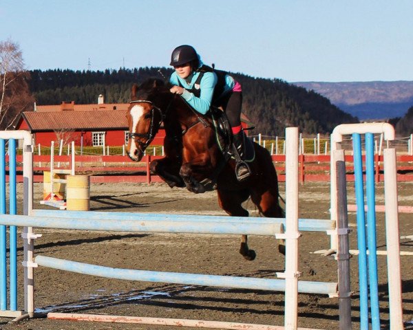 Springpferd Orchid's Jasper (New-Forest-Pony, 2001, von Orchid's Cestanii)