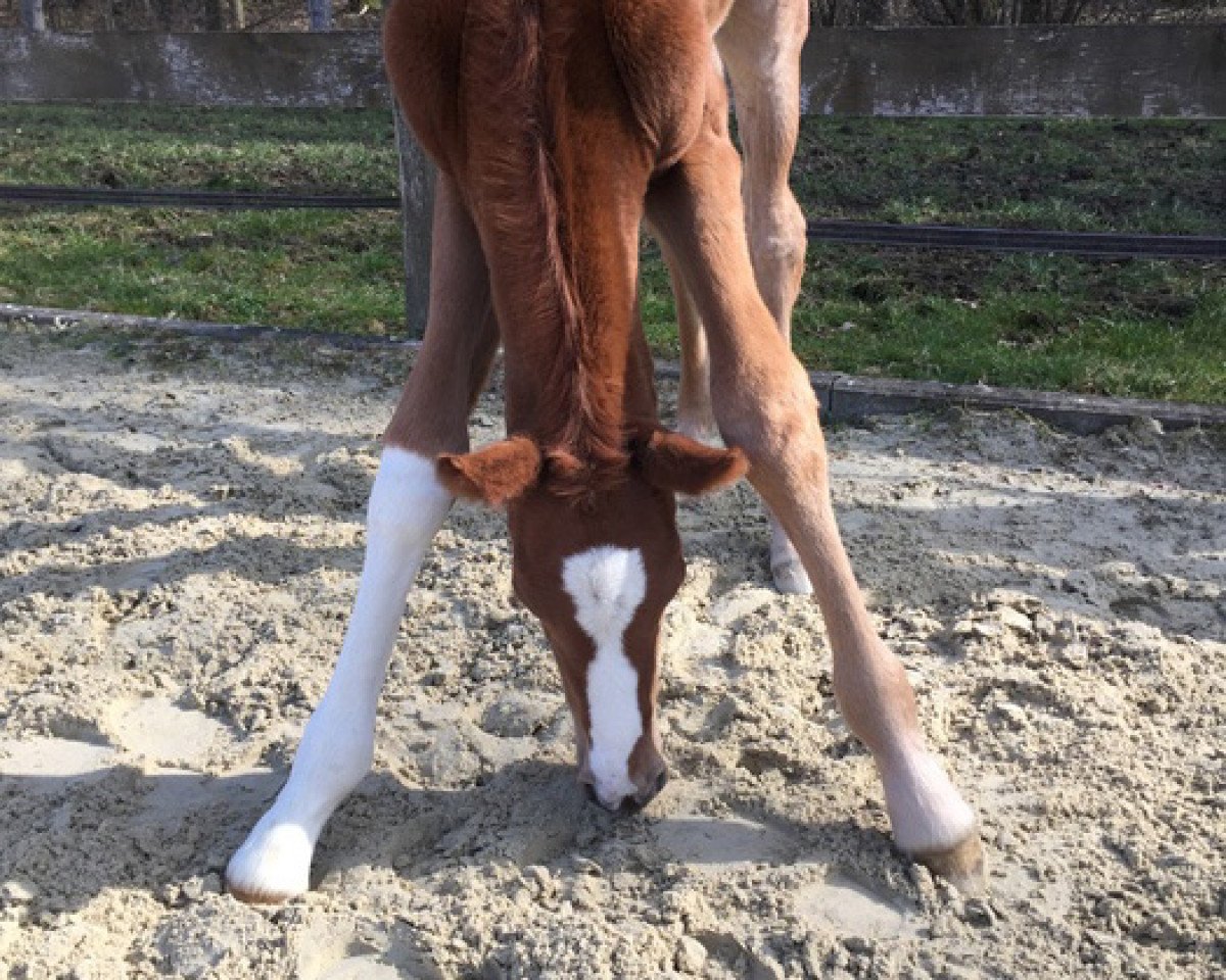 horse Barney AK (Oldenburg, 2018, from Callaho's Benicio)
