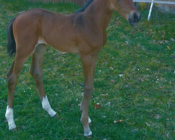 horse Careless R (Oldenburg, 2020, from For Gold OLD)
