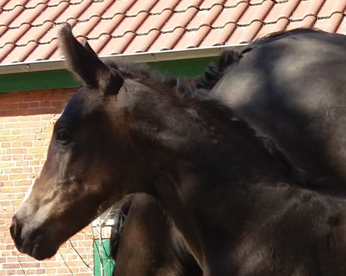 horse Royal Surprise R (Oldenburg, 2020, from For Gold OLD)