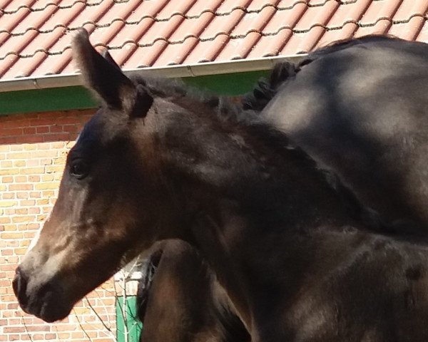 horse Royal Surprise R (Oldenburg, 2020, from For Gold OLD)