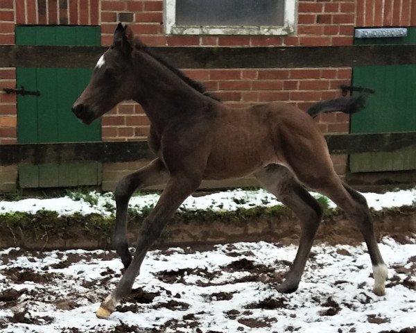 horse For Glamour (Oldenburg, 2020, from For Gold OLD)