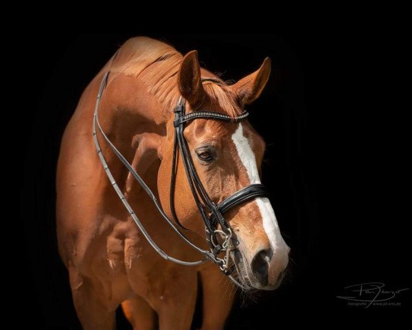 broodmare Fairytale 62 (Oldenburg, 2010, from Fürst Romancier) broodmare Fairytale 62 (Oldenburg, 2010, from Fürst Romancier)