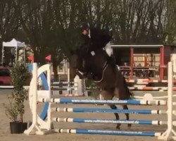 jumper Damien SB (Zweibrücken, 2013, from Donnersberger)