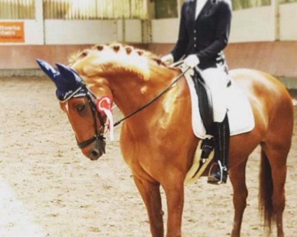 broodmare Borgetti (Hanoverian, 2002, from Breitling W)