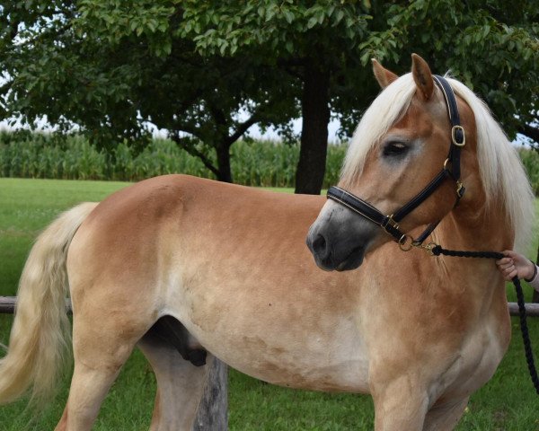 horse Walzerklang (Haflinger, 2014, from Walzertraum)