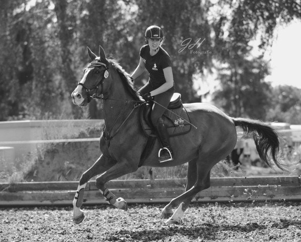 Springpferd Fire Wall (Hannoveraner, 2006, von First Boy)