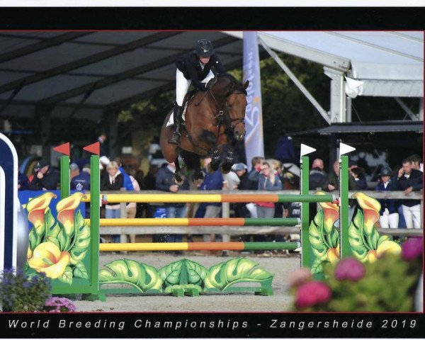 jumper Evian Z (Zangersheide riding horse, 2014, from E Star)
