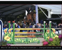 jumper Evian Z (Zangersheide riding horse, 2014, from E Star)