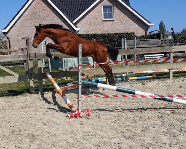 horse Charlatan (German Warmblood, 2019, from Chancenreich 2)