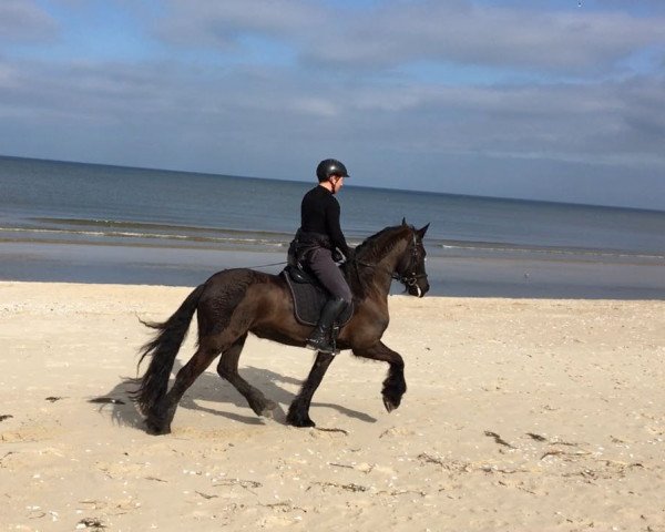 broodmare Jacky (Friese, 2003, from Fetse 349)