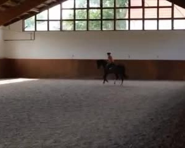 Reitturnier Münster-Handorf 2015