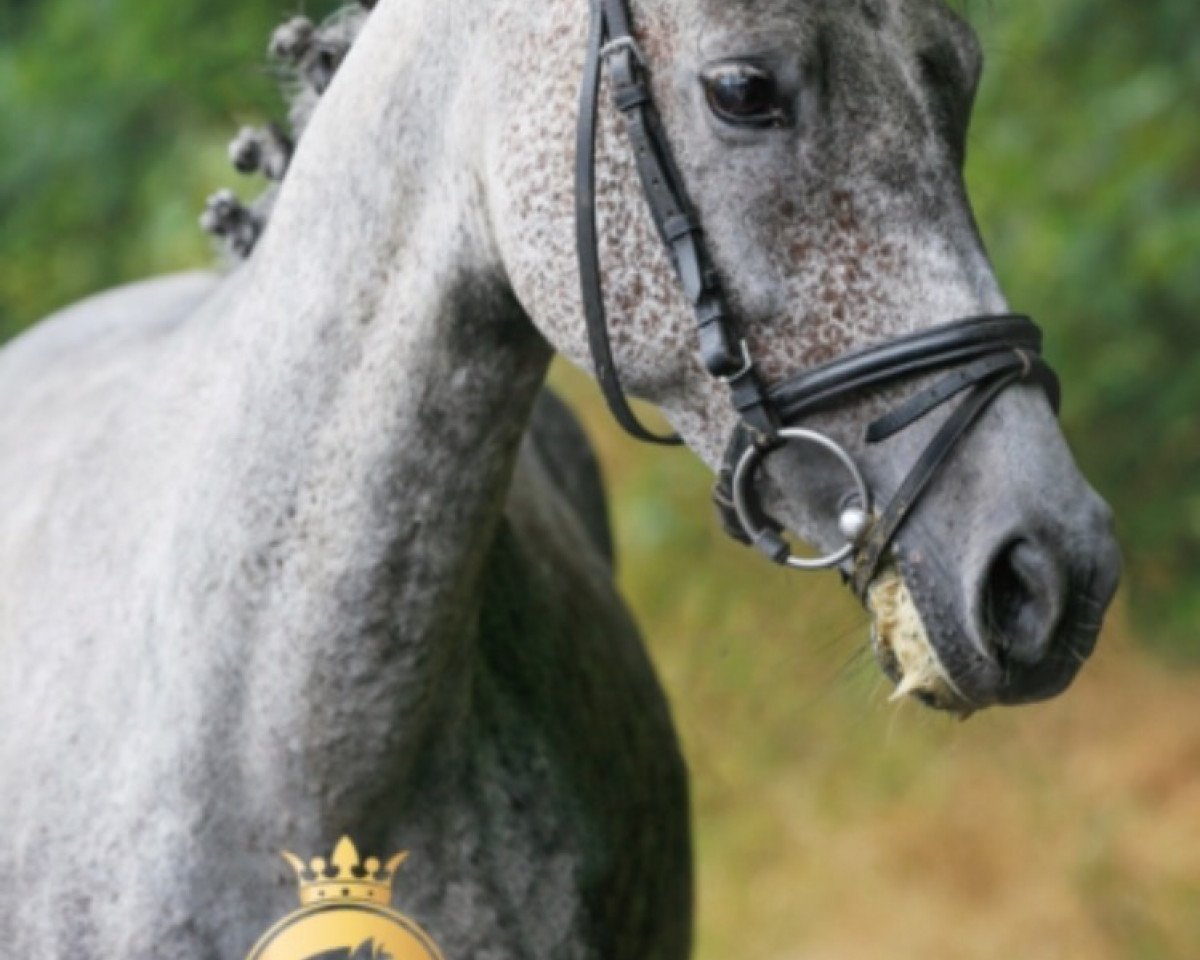 horse Sky's Melody (German Riding Pony, 2010, from Bariton)