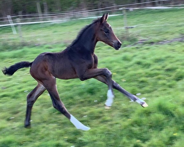 horse Pewri PK (KWPN (Royal Dutch Sporthorse), 2020, from Foundation 2)