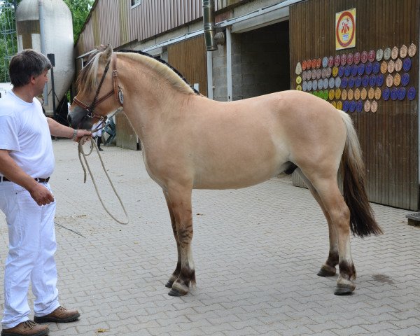 horse Capitaine d'Ober (Fjord Horse, 2012, from Merlin)
