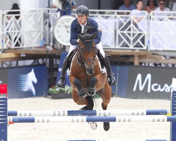 jumper Townhead Annie (Hanoverian, 2004, from Contendro I)