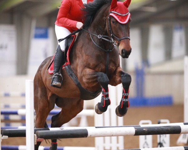 horse Domino (Hanoverian, 2008, from Fétiche du Pas)