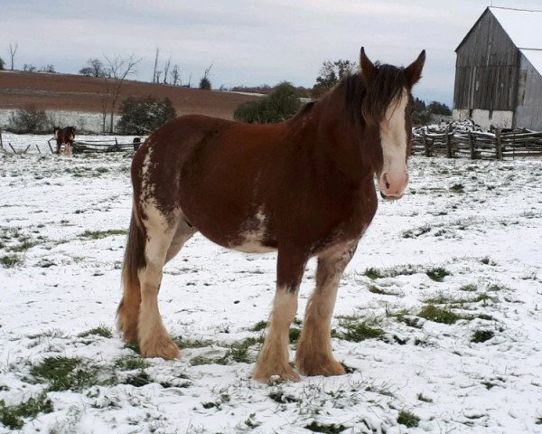 Zuchtstute Lakebottom Bonnita (Clydesdale, 2008, von Willow Way Beau)
