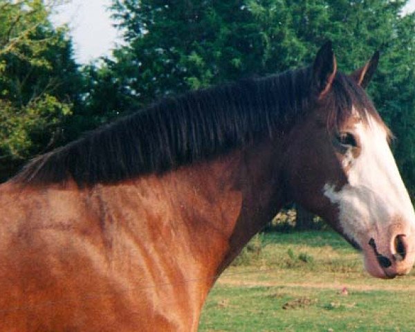 Zuchtstute Lady Pioneer's Summer Storm (Clydesdale, 1990, von ETF Gunsmoke's Pioneer) Zuchtstute Lady Pioneer's Summer Storm (Clydesdale, 1990, von ETF Gunsmoke's Pioneer)