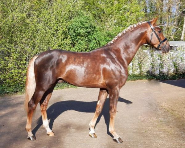 horse Don Henley (German Sport Horse, 2017, from Duvalier 21)