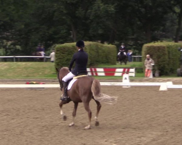 Reitturnier Münster-Handorf 2015