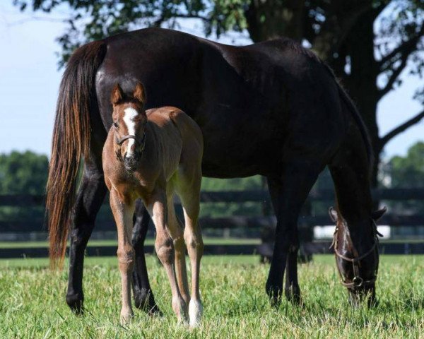 horse Hengst von Ghostzapper xx (Thoroughbred, 2018, from Ghostzapper xx)
