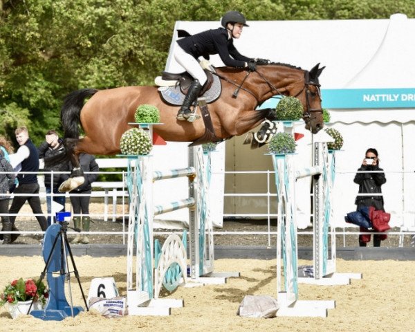 jumper Prosperous K (Irish Sport Horse, 2012, from Guidam) jumper Prosperous K (Irish Sport Horse, 2012, from Guidam)