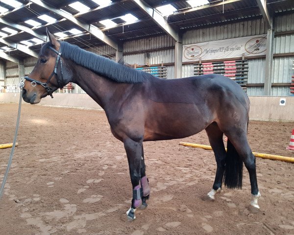 jumper Calina (Westphalian, 2015, from Colosal 2)
