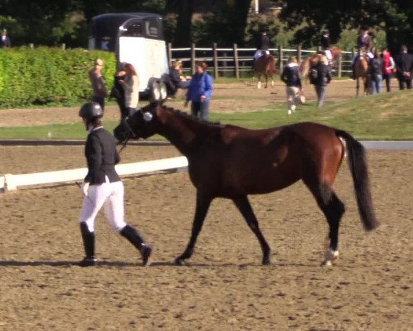 Reitturnier Münster-Handorf 2015
