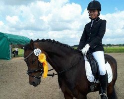Dressurpferd Kaiser Constantin (Deutsches Reitpony, 2005, von King William)