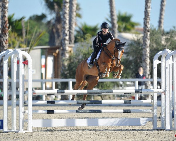 horse Karisja (KWPN (Royal Dutch Sporthorse), 2015, from Arezzo VDL)