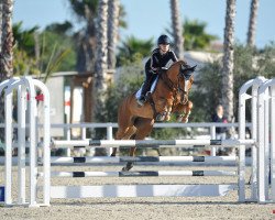 horse Karisja (KWPN (Royal Dutch Sporthorse), 2015, from Arezzo)