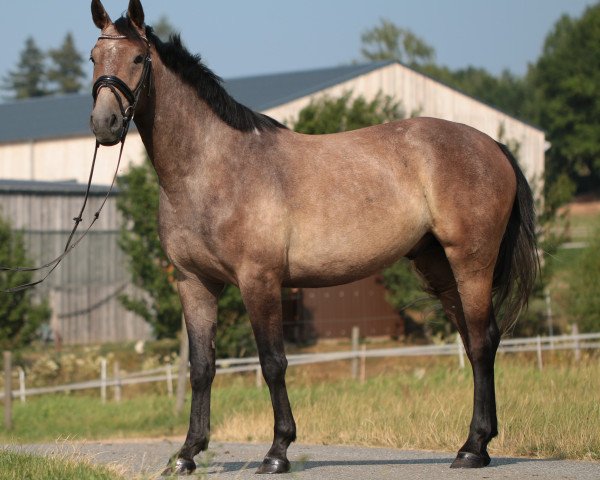 horse Lord Lillebror (German Sport Horse, 2015, from Landjonker (Fruhling))