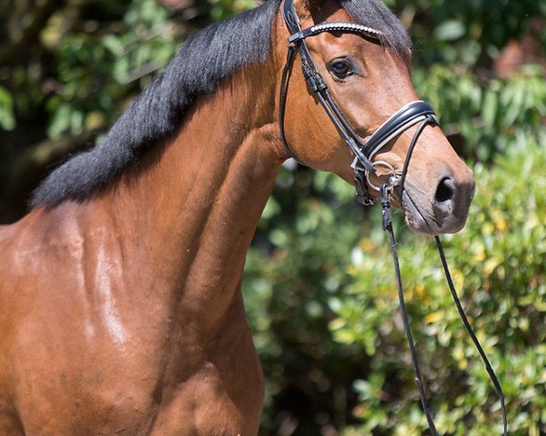 broodmare Vergissmeinnicht K (Westphalian, 2011, from Vitalis)