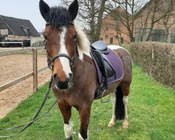 dressage horse Snikkers (Lewitzer, 2011, from Addy vom Tollmoor)