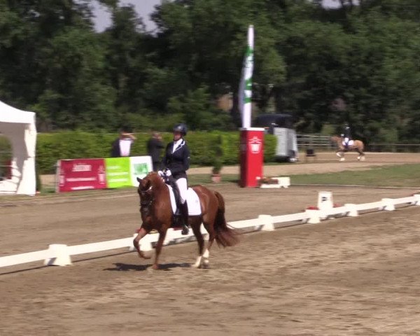 Reitturnier Münster-Handorf 2015