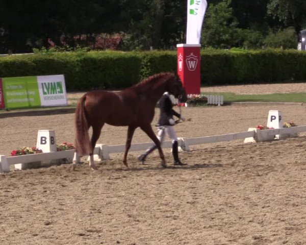 Reitturnier Münster-Handorf 2015