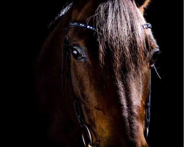dressage horse Dalleroy (German Riding Pony, 2008, from Dumbledor AT)