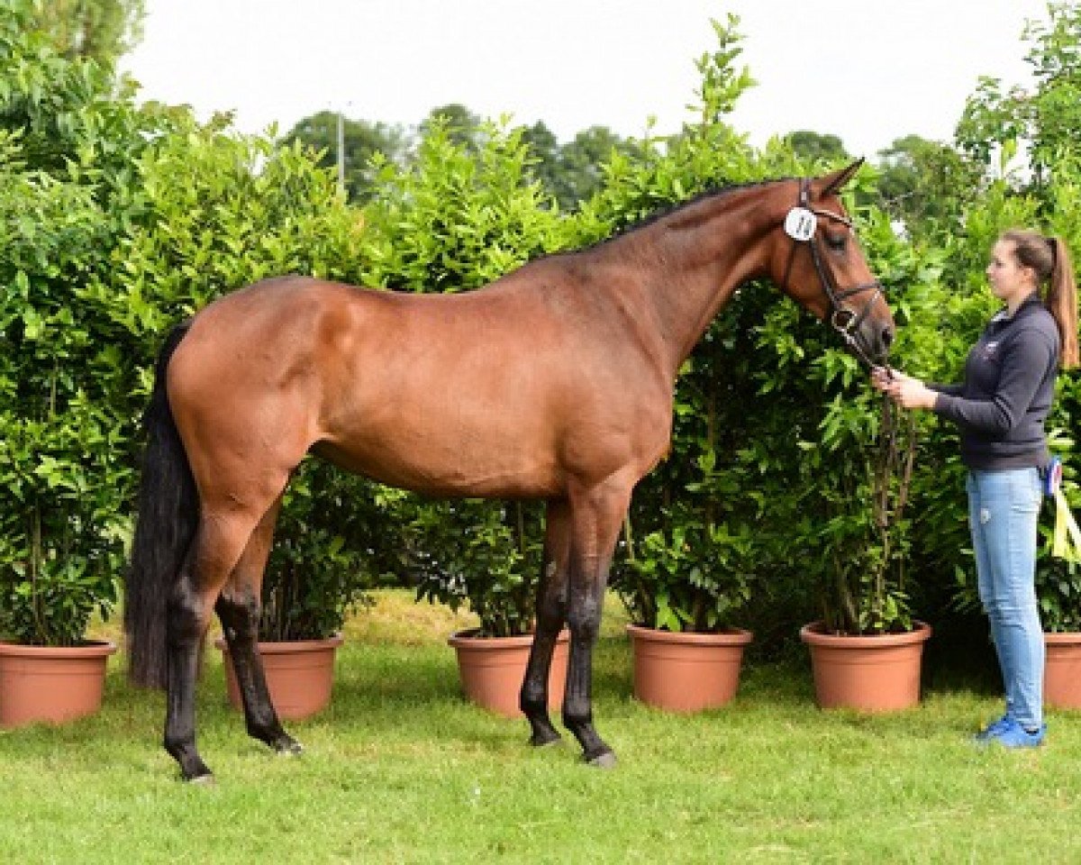 broodmare Gitania II (Holsteiner, 2014, from Lux Z)