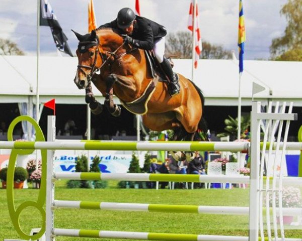 Springpferd Glock's Debalia (KWPN (Niederländisches Warmblut), 2008, von Numero Uno)