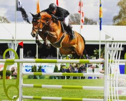 Springpferd Glock's Debalia (KWPN (Niederländisches Warmblut), 2008, von Numero Uno)