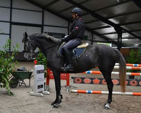 broodmare Eden 18 (Holsteiner, 2012, from Nekton) broodmare Eden 18 (Holsteiner, 2012, from Nekton)