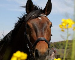 dressage horse Lacotan (Oldenburg, 2007, from Lancado)