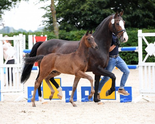 horse Fürst Faberge (Oldenburg, 2019, from Fürst Fabrice)